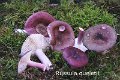 Russula queletii-amf1671